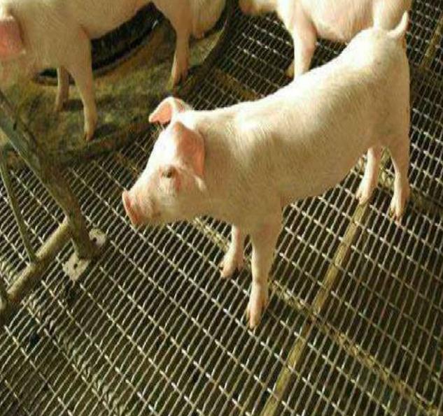 春节猪价是涨是跌?三大关键因素全解析,养殖户必看攻略