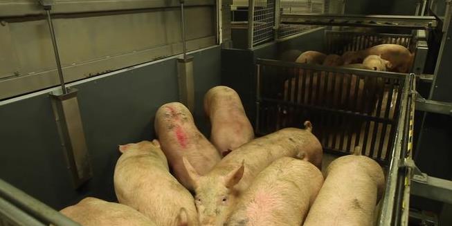 猪肉价格今日价走势图 广西猪肉价格今日价一斤