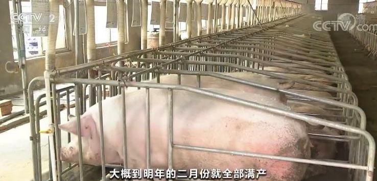 江西最新毛猪收购行情 江西屠宰厂收生猪价格行情