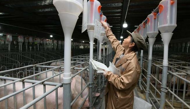 保山肥猪价格跌破7元?2025年行情走势与养殖户避坑指南