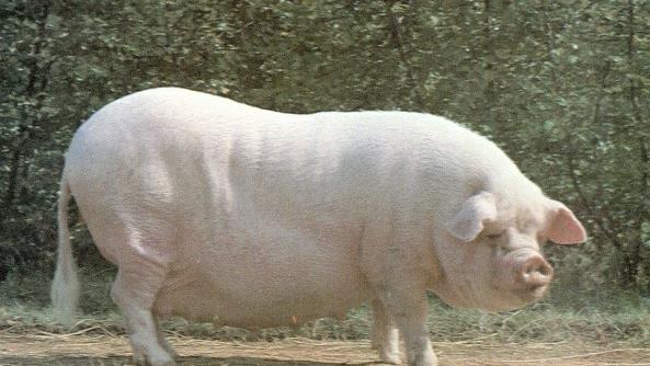 安徽今日生猪价格行情走势 猪价格网今日猪价预测价格行情