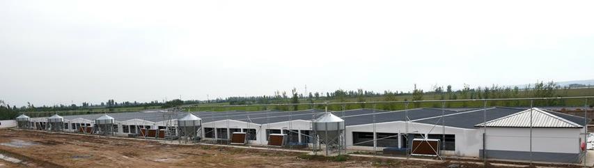 兴义的猪价最近是涨是跌?新手必看三大生存法则