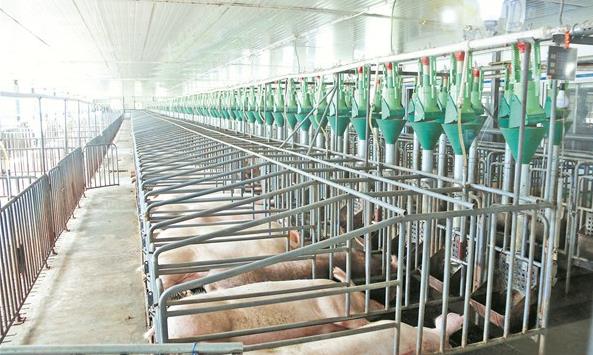 福建生猪价格_每斤跌破15元_养殖户避坑指南