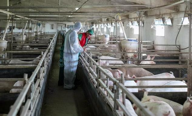 2024全国6月3日生猪价格 生猪价格波动原因是什么?