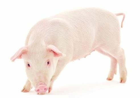 辽阳生猪价格解析,三区实时报价对比,养殖户卖猪指南