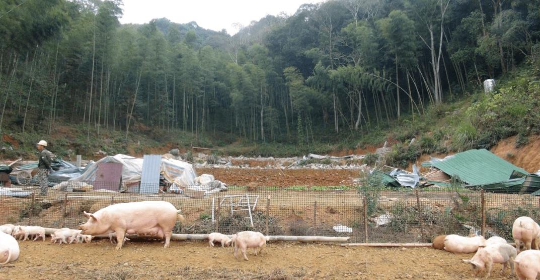 进口猪肉行情走势图 进口猪肉行情会如何变化?