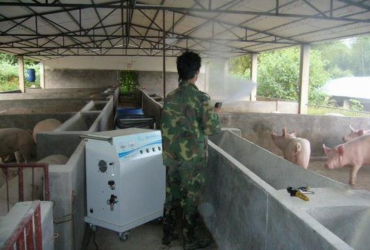 朝阳生猪现在啥价?养殖户必看避坑指南_每头多赚200元诀窍