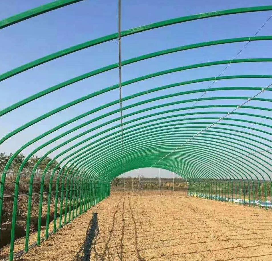 鸽子饲料贵到肉疼?老手教你每月省下300块