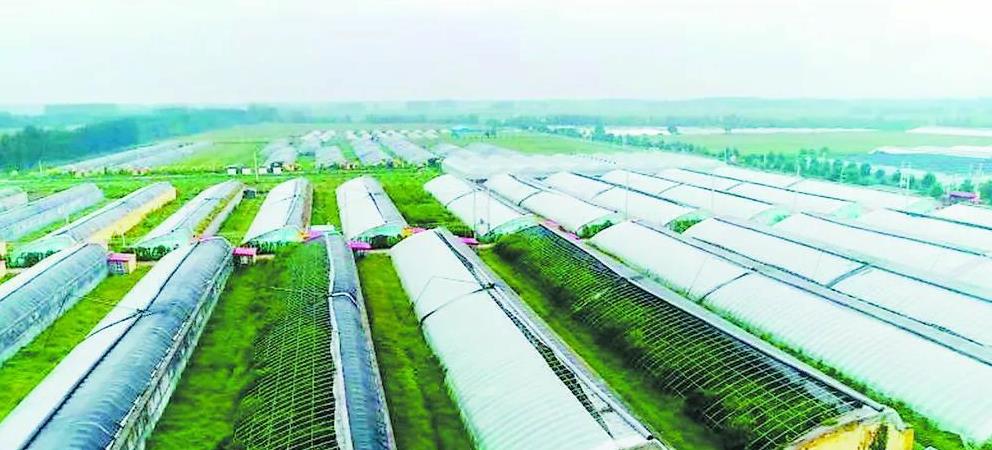 今天猪价啥行情?北方涨0.2元 斤,买卖避坑指南