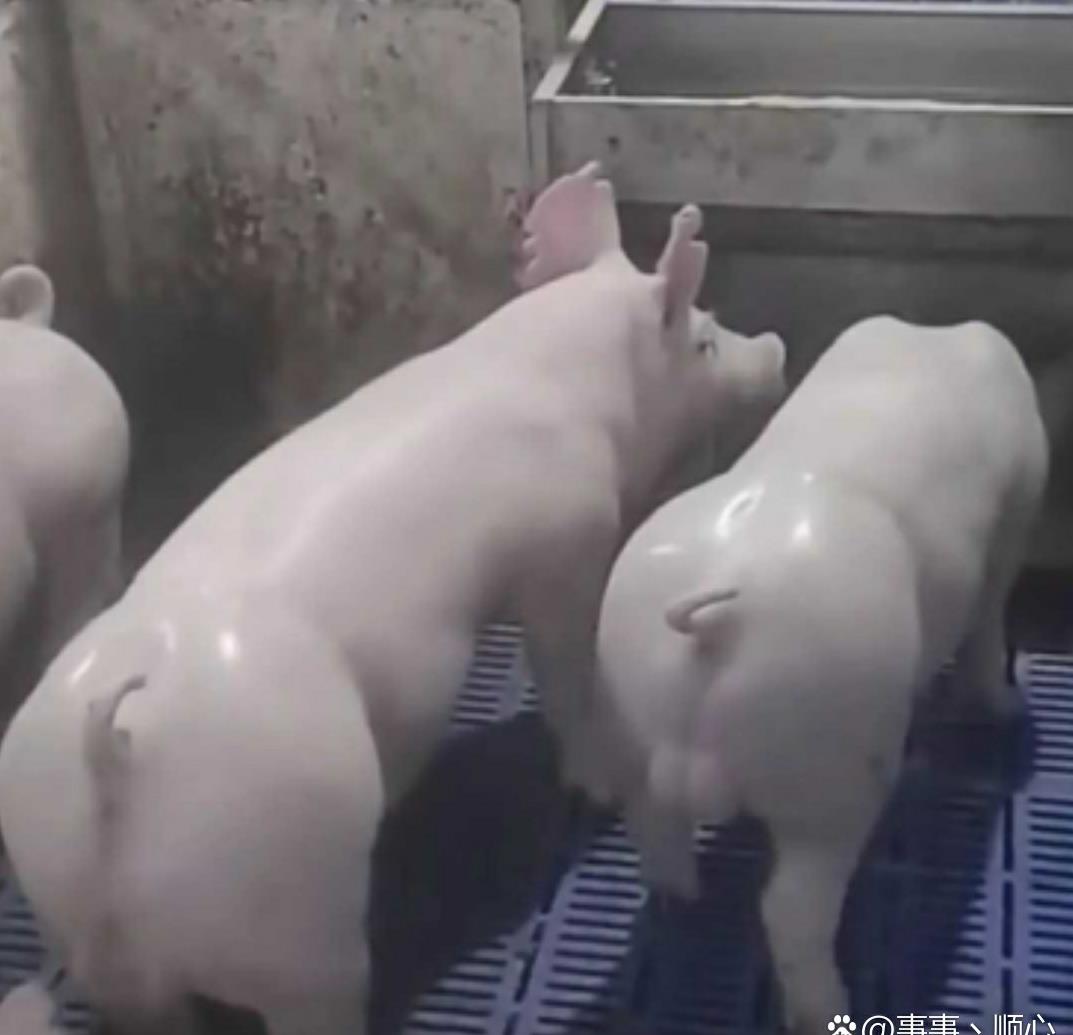 市场生猪价格跌成白菜价?养殖户必看的逆袭攻略