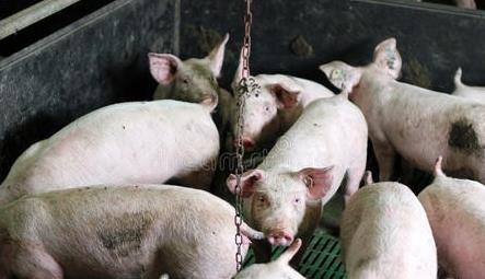 汇海猪饲料怎么样_养殖成本降15%_真实饲喂数据解析