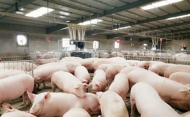 饲料盐哪家耐用?养殖户亲测推荐这三家