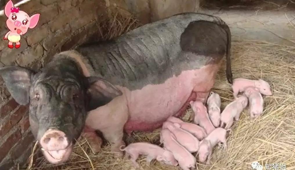 禹州猪肉价格今日价一斤 湖北宜昌猪价格今日猪价
