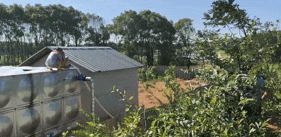 全国猪价大涨的商机 全国猪价涨满格