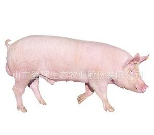 河南生猪价格为何线,养殖户直呼看不懂,下半年是涨是跌
