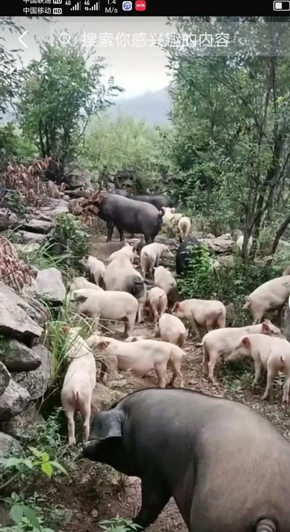 小猪吃了吐 吐了吃治疗方案 小猪呕吐该如何治疗?