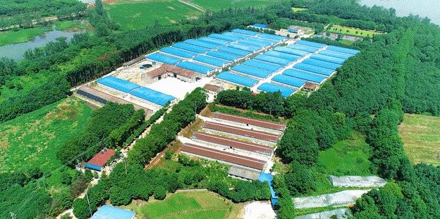 朝阳生猪现在啥价?养殖户必看避坑指南_每头多赚200元诀窍