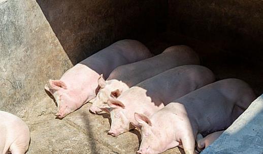 临沂生猪报价乱成粥?三招教你卖猪多赚200元