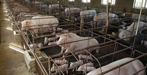糖蜜做饲料靠谱吗_五大实操秘笈_养猪场亲测报告