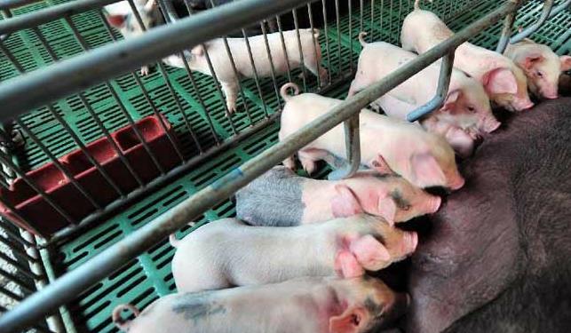 赣州猪价咋样?散户卖猪避坑指南(附实时报价)
