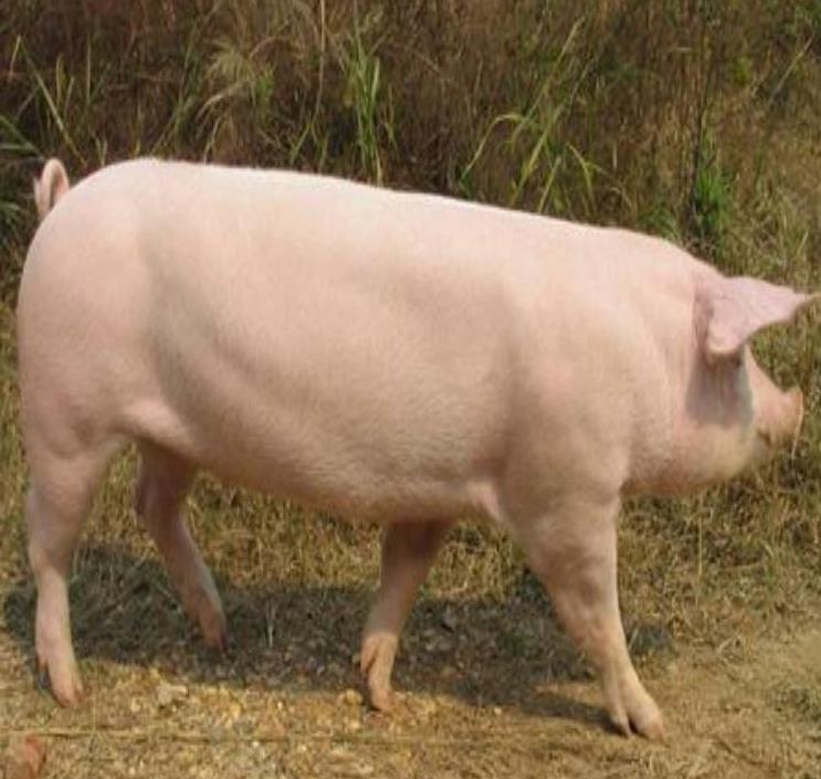 猪肉价格咋波动 看懂三张表让你买菜多省20块