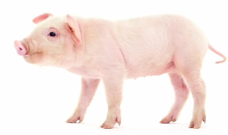 猪肉价格咋波动 看懂三张表让你买菜多省20块