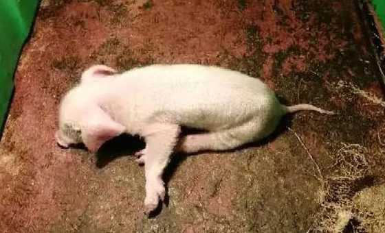 仔猪站不起来发抖 猪站不起来,什么原因,吃食正常