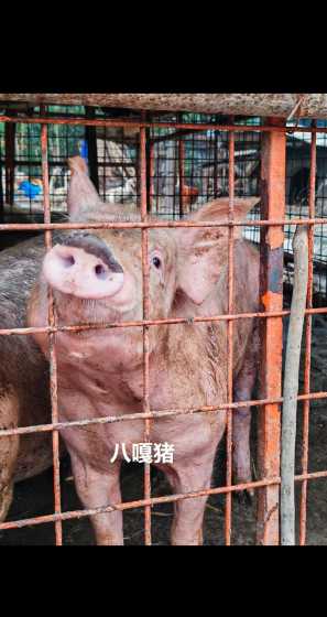 猪饲料里怎么加油 养猪需要什么技术