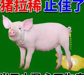 仔猪拉稀打阿托品 刚出生的小猪拉稀如何治疗