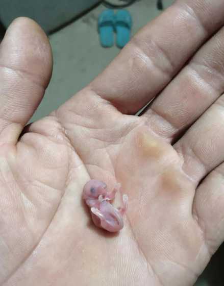 刚出生的仔猪多重 仔猪30天一般多重