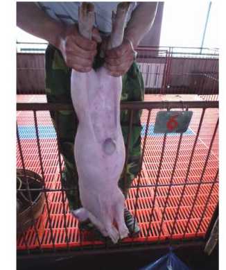 仔猪脐是什吗颜色 仔猪脐带血如何采集