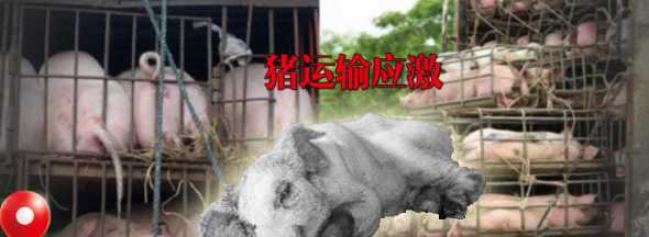 仔猪长途运输应激 苗猪经过长途运输后需注意什么