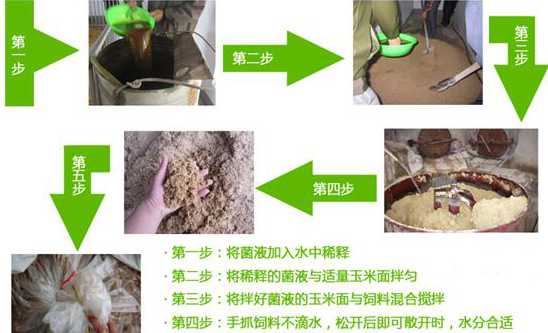 酒糟饲料养猪技术 酒糟怎样发酵养猪