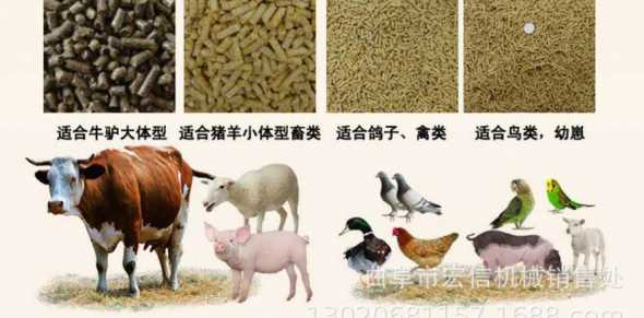 种玉米还是种饲料 收完麦子以后,种植玉米好还是种植花生好哪个收益更高