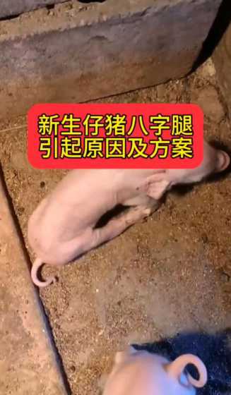 新生仔猪抽怎么治 仔猪发抖是什么病 仔猪先天震颤怎么治