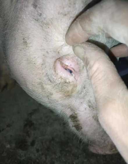 仔猪水肿能治好吗 治疗仔猪水肿病土方法