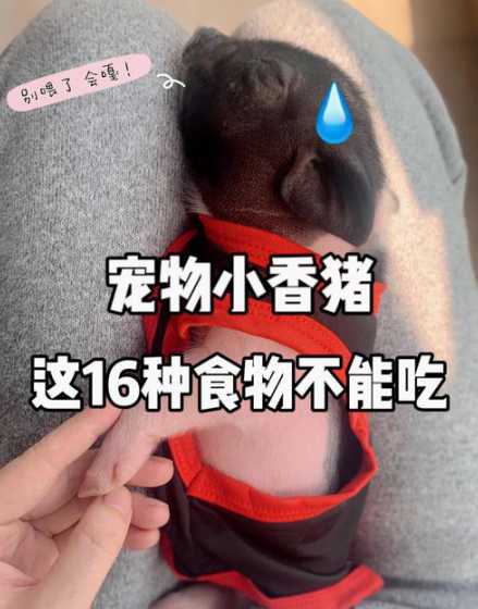 猪仔不吃食怎么办 小猪仔不吃食怎么办,一窝小猪吃几袋开口料