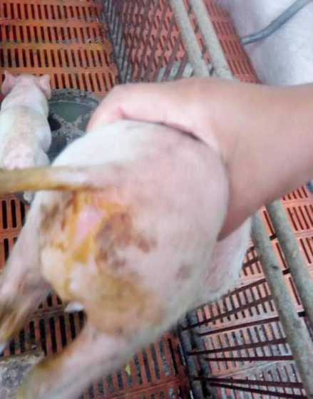 母猪仔拉稀怎么办 母猪拉稀不吃食怎么办