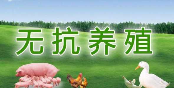如何使用无抗饲料 高活性无抗生物饲料注意事项