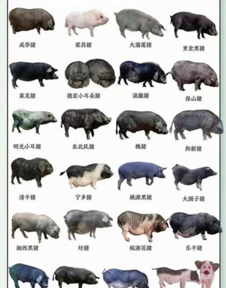 辽宁主猪全国猪价 全国今日猪价多少