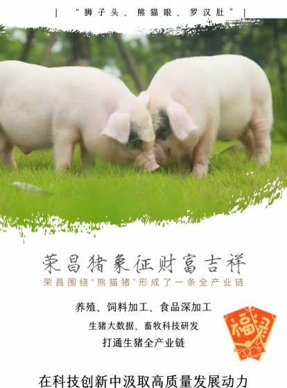 荣昌猪二元猪价格 荣昌猪品种是怎么形成的