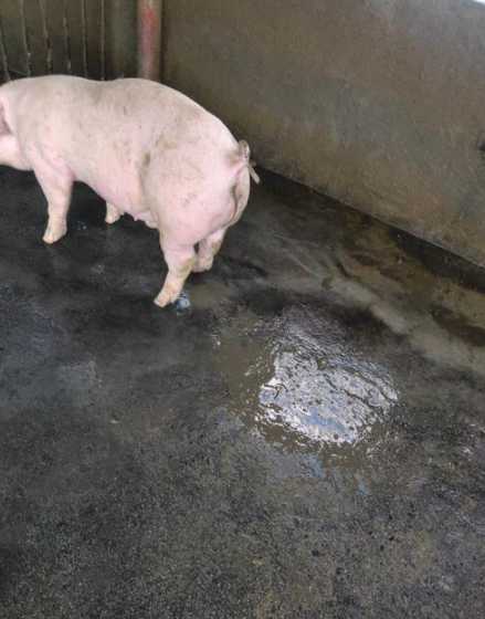 猪饲料不对口拉稀 小猪拉稀病饲料加药预防方案