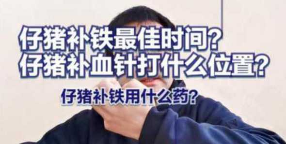 仔猪多久打补铁针 仔猪打了补铁针全死了,补铁针打在小猪的什么位置