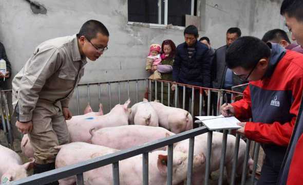生猪收购农户模式 养猪业的经营模式是怎样的