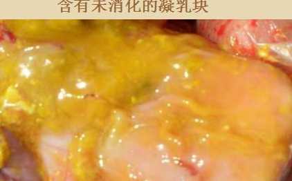 如何防治仔猪黄痢 仔猪黄痢的防治方法