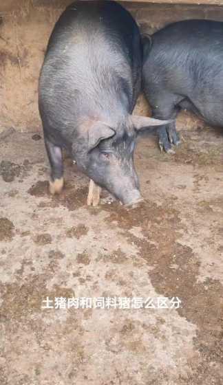 饲料猪的辨别方法 怎样识别家养猪肉和饲料猪肉