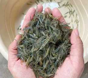 适合海缸的饲料虾 糠虾如何养在海缸里