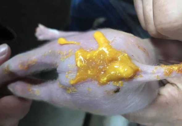 仔猪冬季拉稀保健 仔猪拉稀如何治疗呢