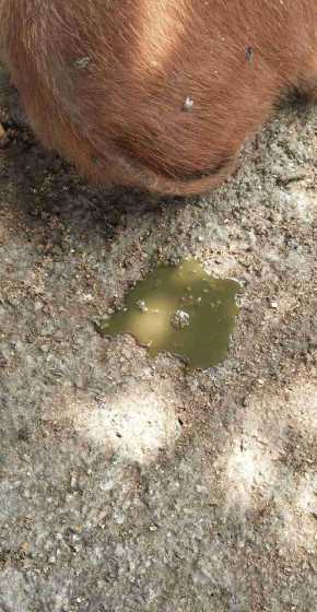 母猪排出仔猪胎粪 怎样养母猪防治病