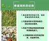玉米发酵饲料技术 玉米杆发酵怎么做猪饲料
